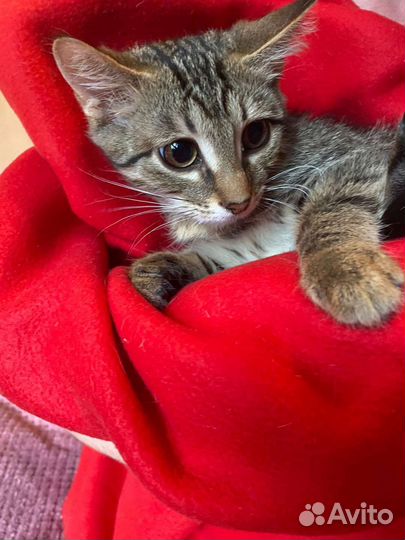 Котик ищет дом,принесёт счастье в вашу семью