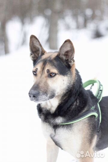 Небольшой бывшедомашний пёс в добрые руки