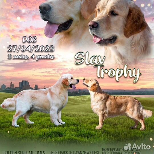 Золотистый ретривер