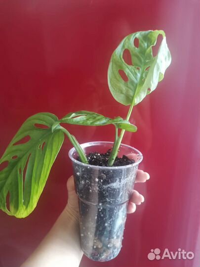 Монстера манки маск