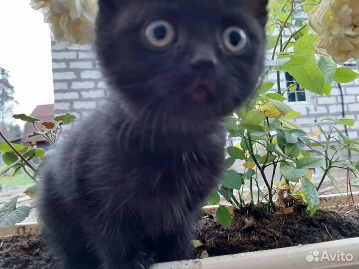 Ласковую котейку в добрые руки. Мега ласковая