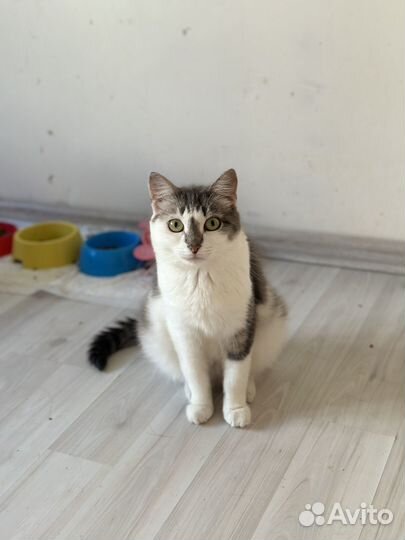 Кошка Луша ищет дом