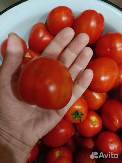 Помидоры сливки дачные