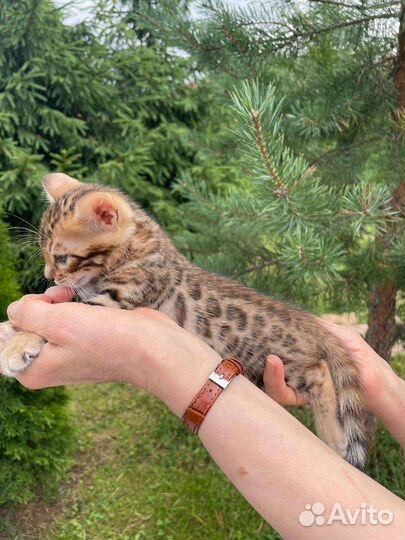 Котята продаются