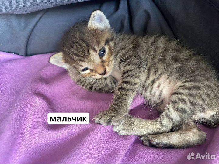 Шатланские котята