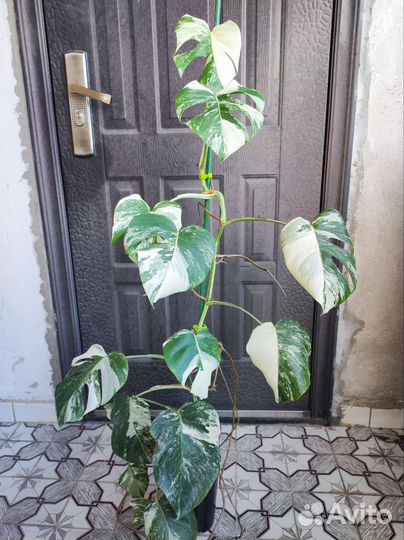 Монстера вариегатная альба