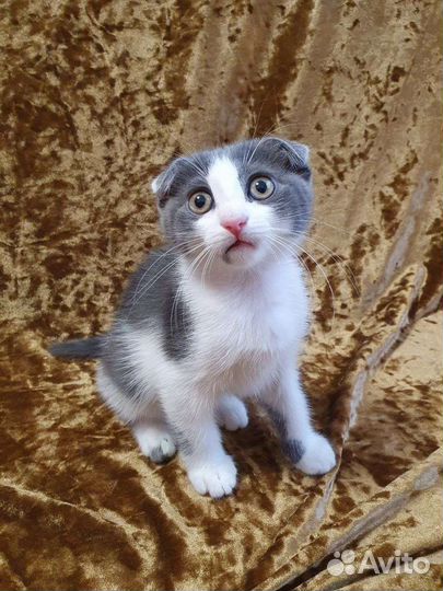 Вислоухая девочка котенок в добрые руки