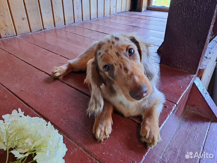 Щенок мини таксы