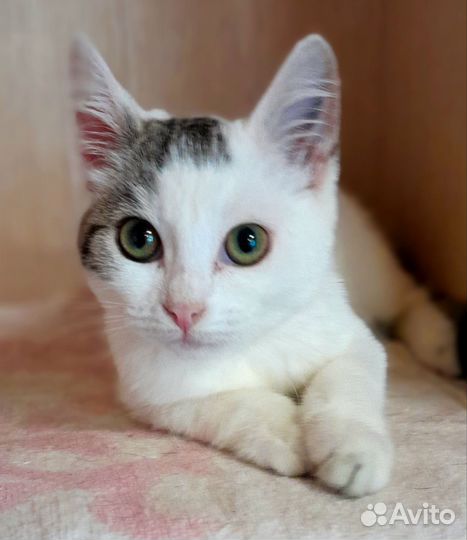 Котенок девочка солнышко ясное