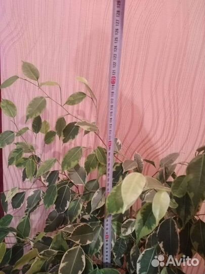 Фикус бенджамина пестролистный