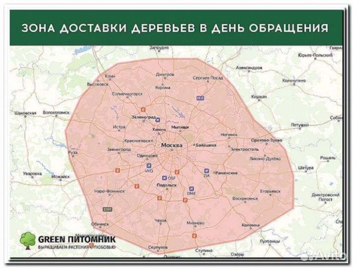 Туи в ассортименте:Брабант,Смарагд,Колумна