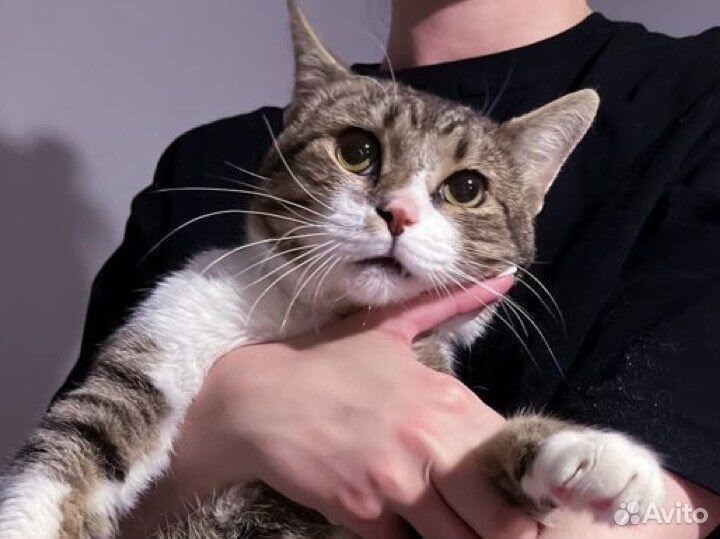 Крупный добрый котик Генри (1 год)