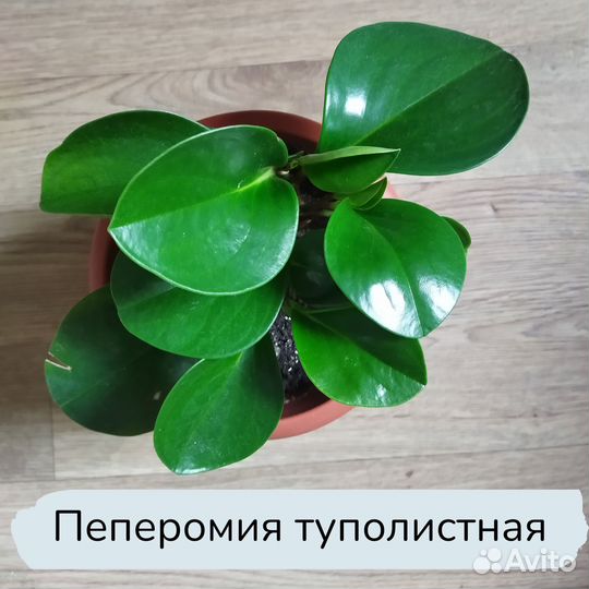 Пеперомия и фикусы