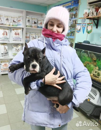 Чёрный Амбулли
