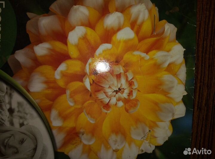 Продам корни георгинов