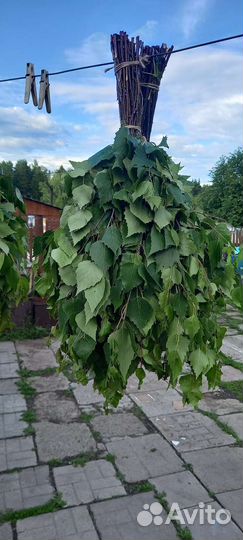 Веники для бани берёзовые