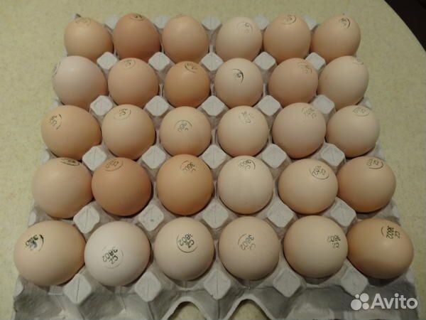 Инкубационное яйцо бройлера еженедельно