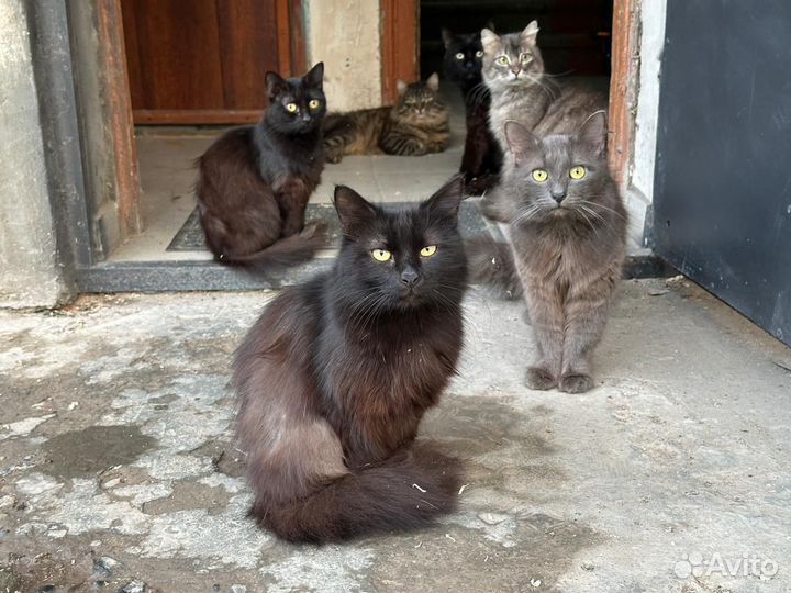 Кошка бесплатно