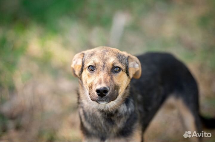 Щенок мальчик