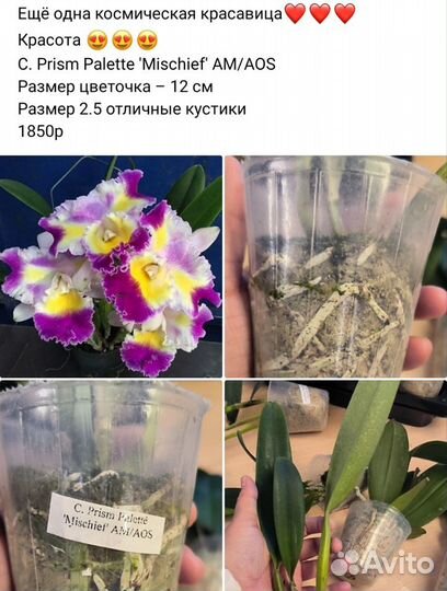 Орхидеи разные Мики