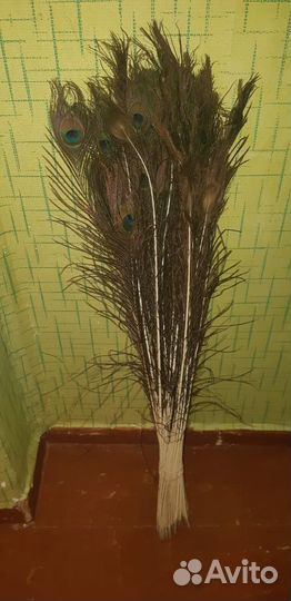 Перья павлина