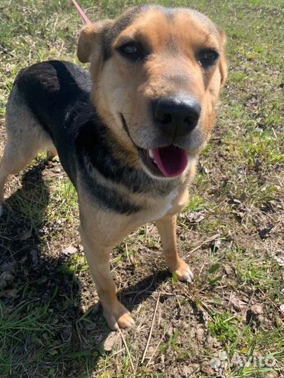 Маленькая собака в добрые руки