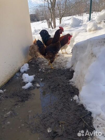 Яйца деревенские домашние