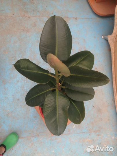 Фикус Робуста