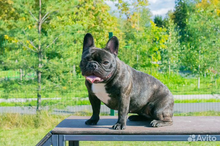 Французский бульдог щенки