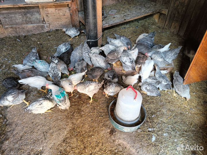 Куры молодки несушки петушки домашний вывод
