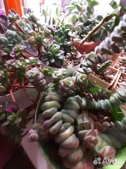 Суккуленты:Толстянка,Лебедурия,Седумы,Эчеверии