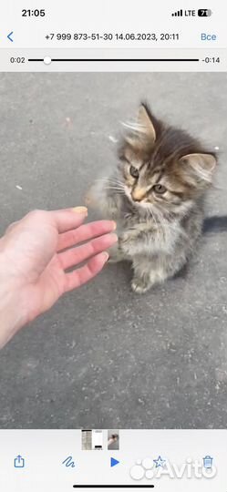 Котенок на улице. Срасите