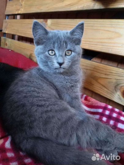 Малышня ищет дом