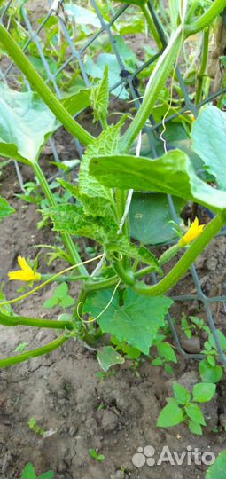 Рассада перца