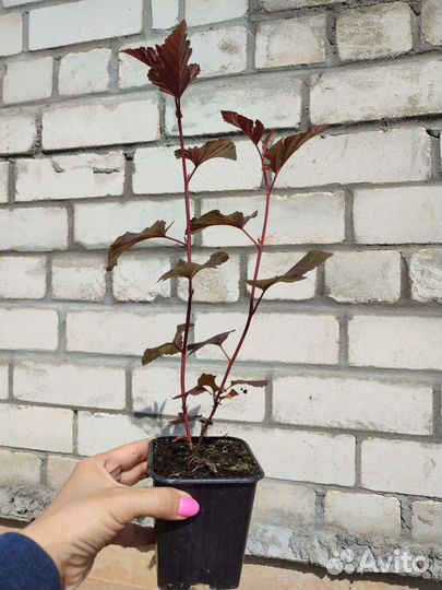 Пузыреплодник Rеd baron, Diablo