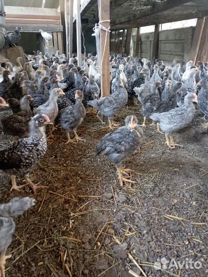 Цыплята Доминант