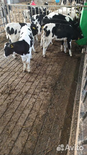 Бычки телята