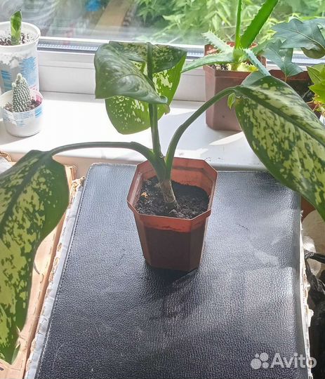 Комнатные растения