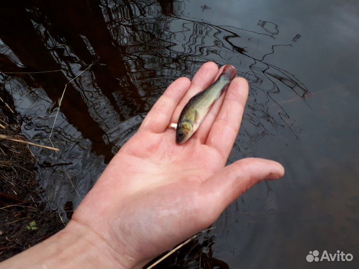 Линь.Мальки для зарыбления прудов