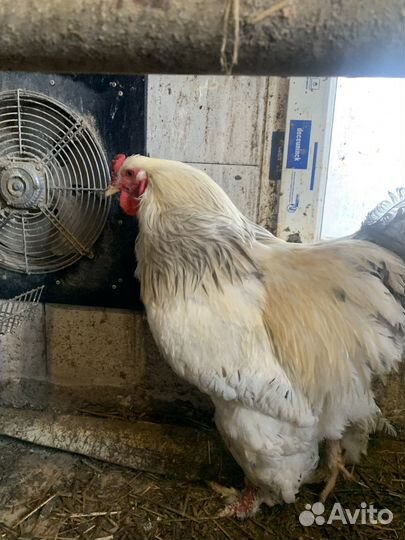 Куры Брамма