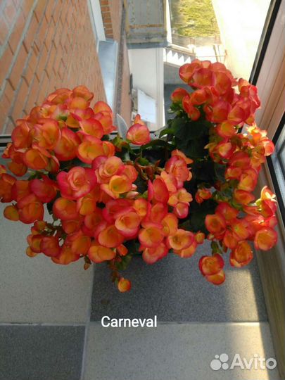 Бегония Элатиор