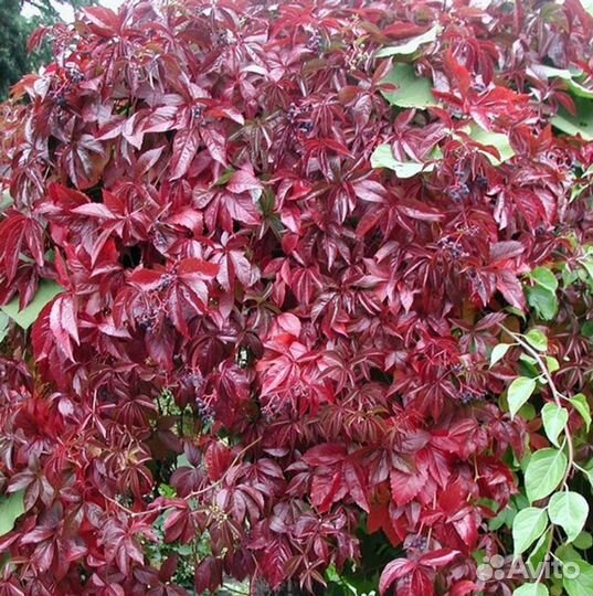 Саженцы девичий виноград