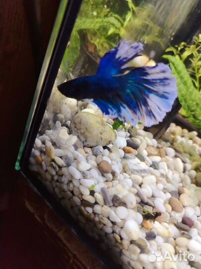 Рыбка петушок