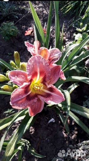 Цветы садовые Многолетники