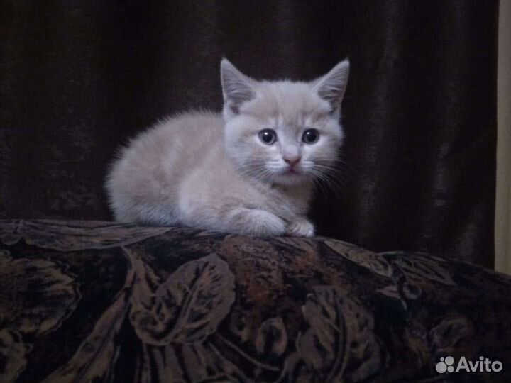 Британские котята