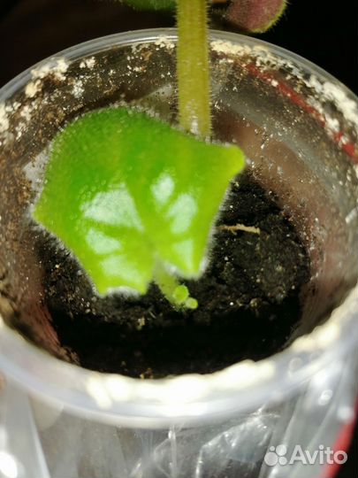 Фиалки детки