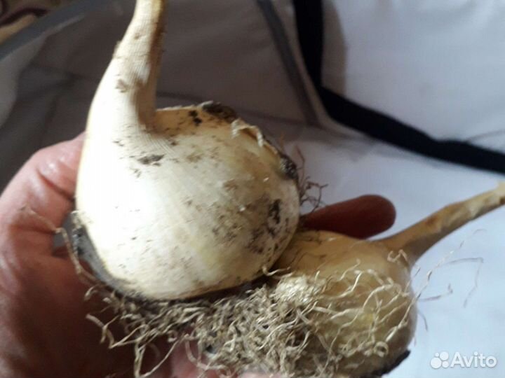 Лук Суворова (Азнур) листья съедобные