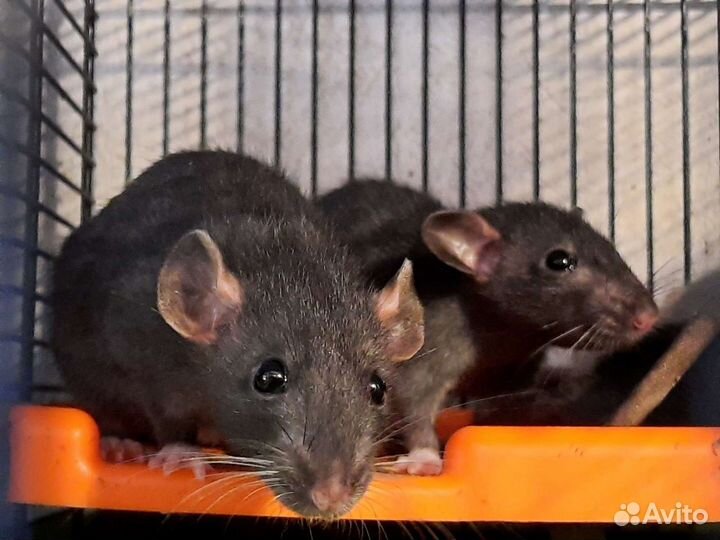 Крысы чёрный соболь. Крысята Дамбо. Питомник