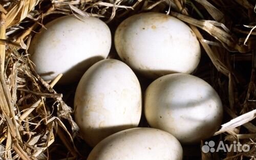 Инкубационное яйцо