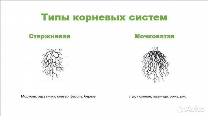 Репетитор по биологии